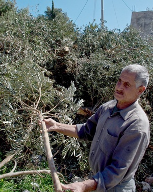 イスラエル軍によって切り倒され放置されたオリーブの木