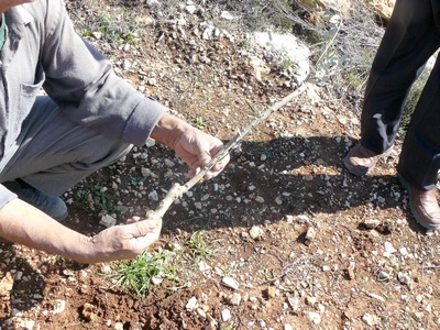 散布された除草剤によって枯れたオリーブの根
